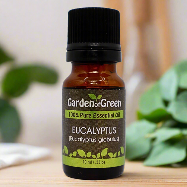 Eucalyptus Garden of Green's essential oil white background in kitchen with a diffuser and a eucalyptus plant in front sitting on a wood table