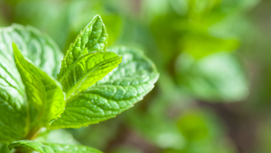 3 Essential Oils Every Beginner Should Try