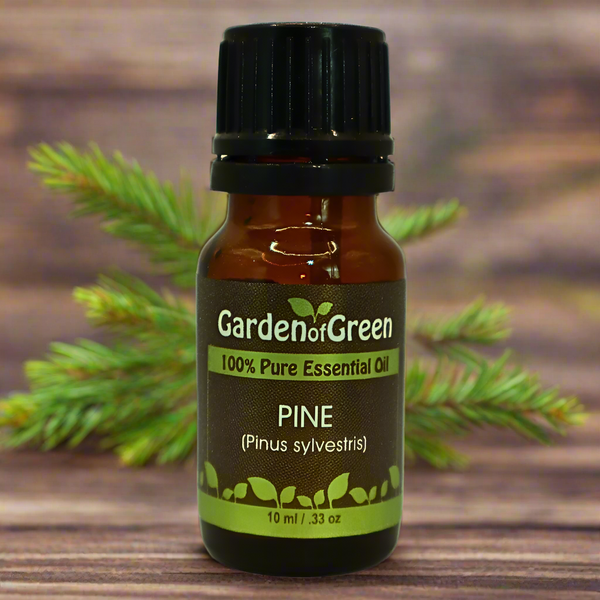 Pine Essential Oil: Fresh Forest Comfort