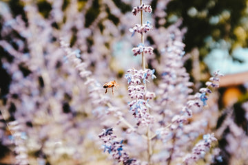 🌸 The Best Essential Oils for Spring Allergies – Breathe Easier This Season