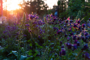 3 Essential Oils Every Beginner Should Try