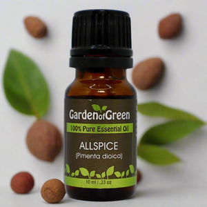 allspice Garden of green essential oil front view white background with allspice plant