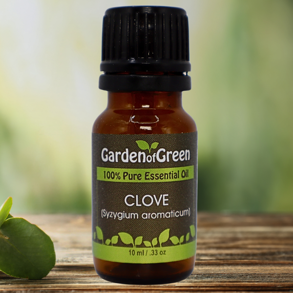 Clove Garden of green essential oil front view sitting on a wood table Clove bud and flower in the front with the essential oil wood table in a white kitchen