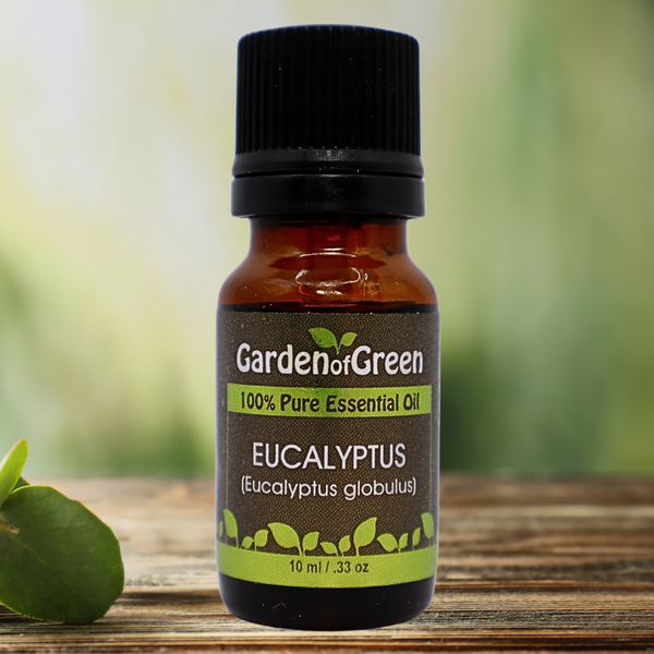 Eucalyptus Garden of Green's essential oil white background in kitchen with a diffuser and a eucalyptus plant in front sitting on a wood table