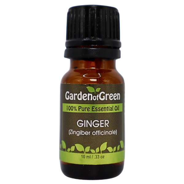 Ginger essential oil front view with a white background