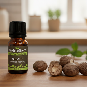 Nutmeg essential oil sitting in a kitchen with nutmegs sitting next to it. 