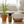 Palmarosa essential oil in the kitchen with a diffuser on the right and palmarosa plant next to it on the left