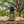 Sandalwood essential oil front view sitting on wood table, tree in the background with resin on the table