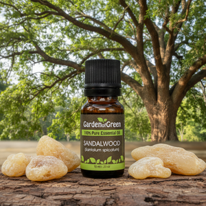 Sandalwood essential oil front view sitting on wood table, tree in the background with resin on the table