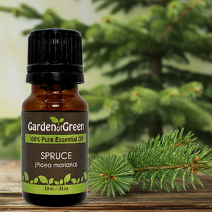 Spruce essential oil front view sitting on a wood table with a spruce in the background and a sprig next to the oil 