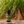 Vetiver essential oil, family-crafted aromatherapy oil, front vetiver grass in the background with the oil sitting on a log